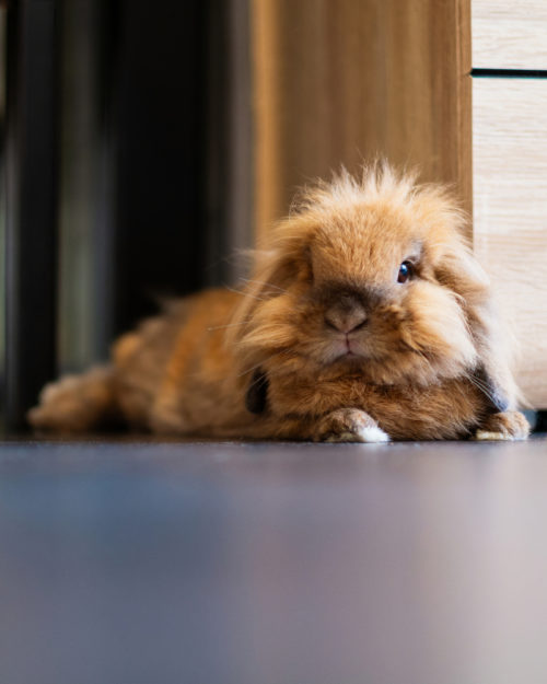 lapin