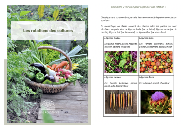 Comment faire pousser des tournesols? Test graines oiseaux / kit action  Conseils culture -sunflower 