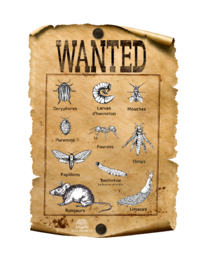 wanted_insectes