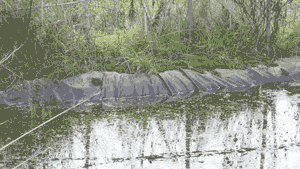 SES-Frogs