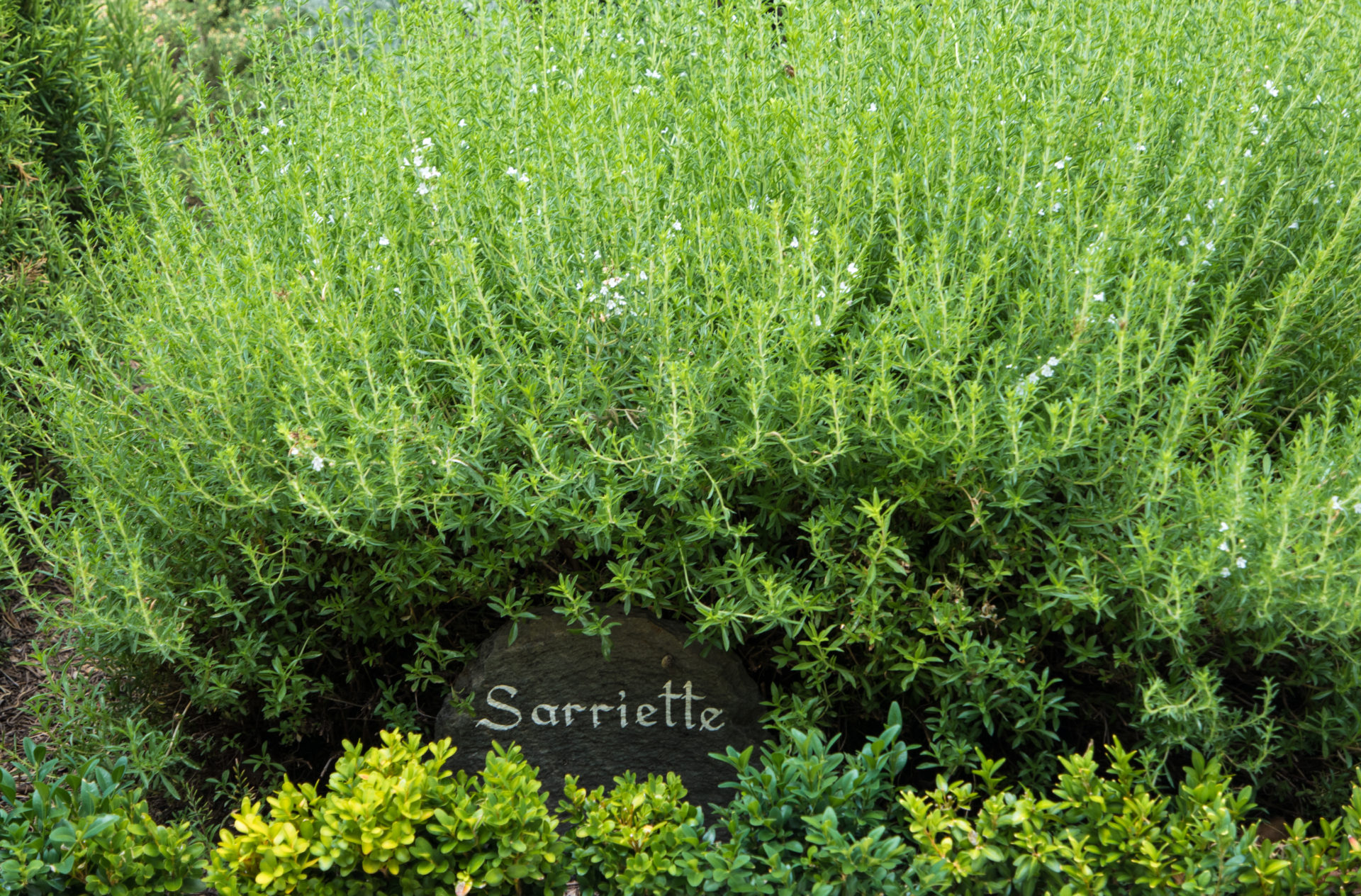 Connaissez-vous vraiment le Romarin ? Une plante aux vertus thérapeutiques  méconnues - France Bleu